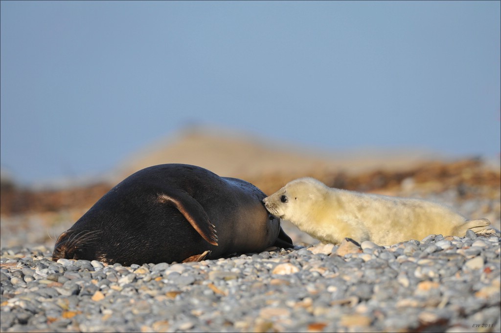 acomp Helgoland 20111230 3568