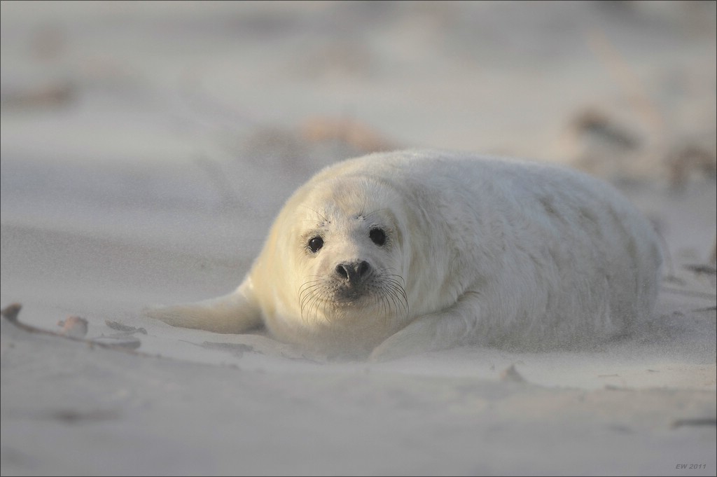 acomp Helgoland 20111230 3885