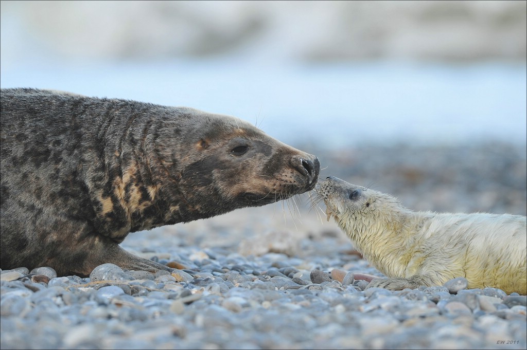 acomp Helgoland 20111230 4852