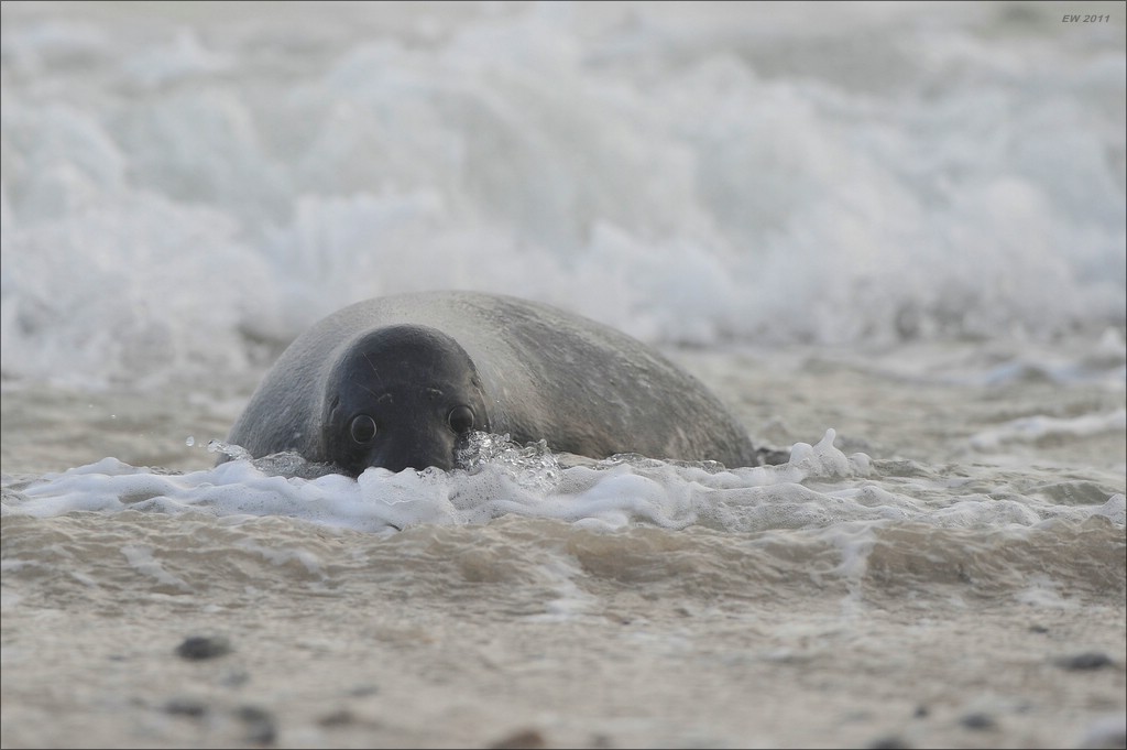 acomp Helgoland 20111231 5331
