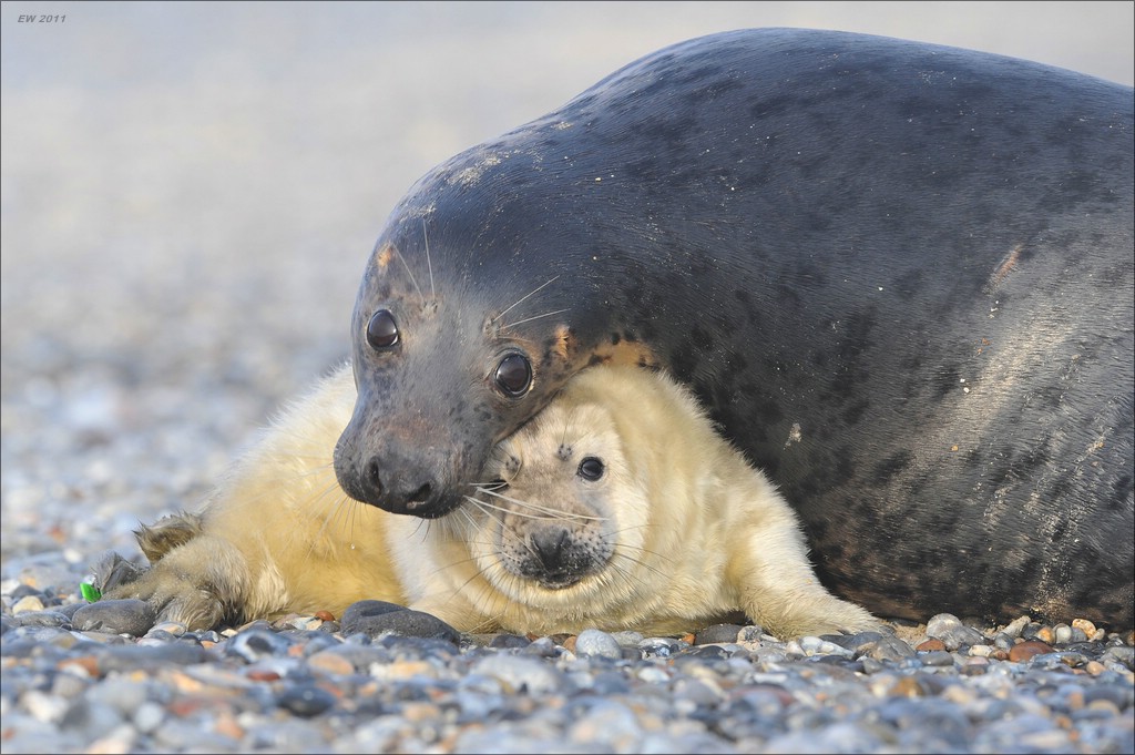 acomp Helgoland 20120101 10087
