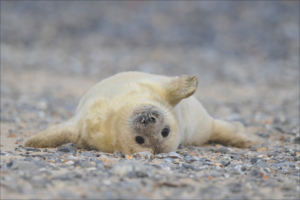 acomp Helgoland 20120101 10429