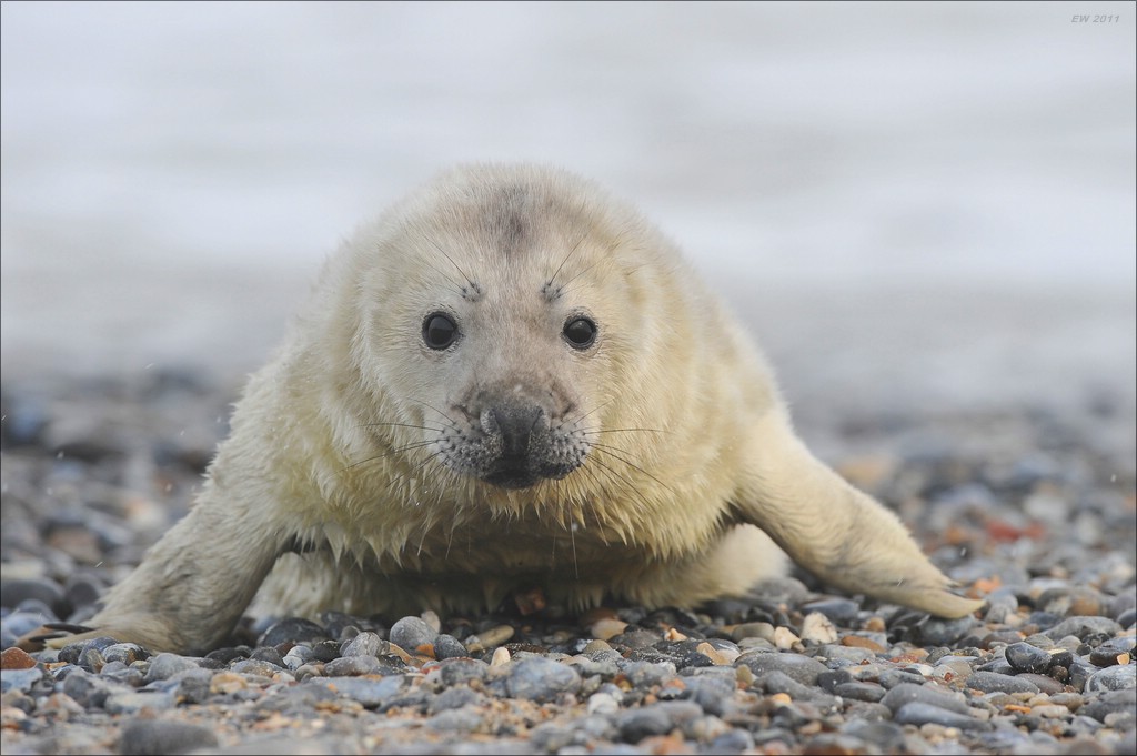 acomp Helgoland 20120101 8914