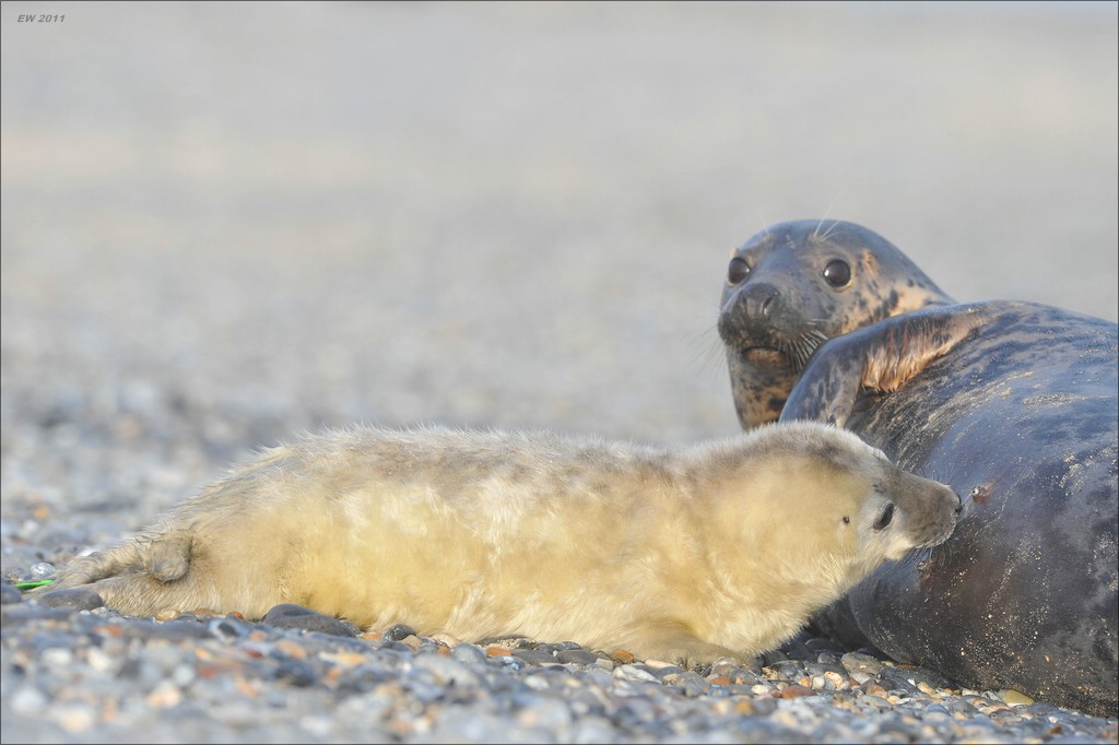 acomp Helgoland 20120101 9992