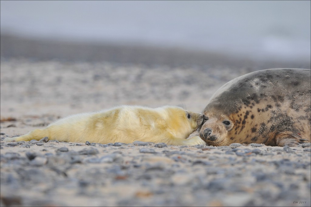 acomp Helgoland 20120102 10947