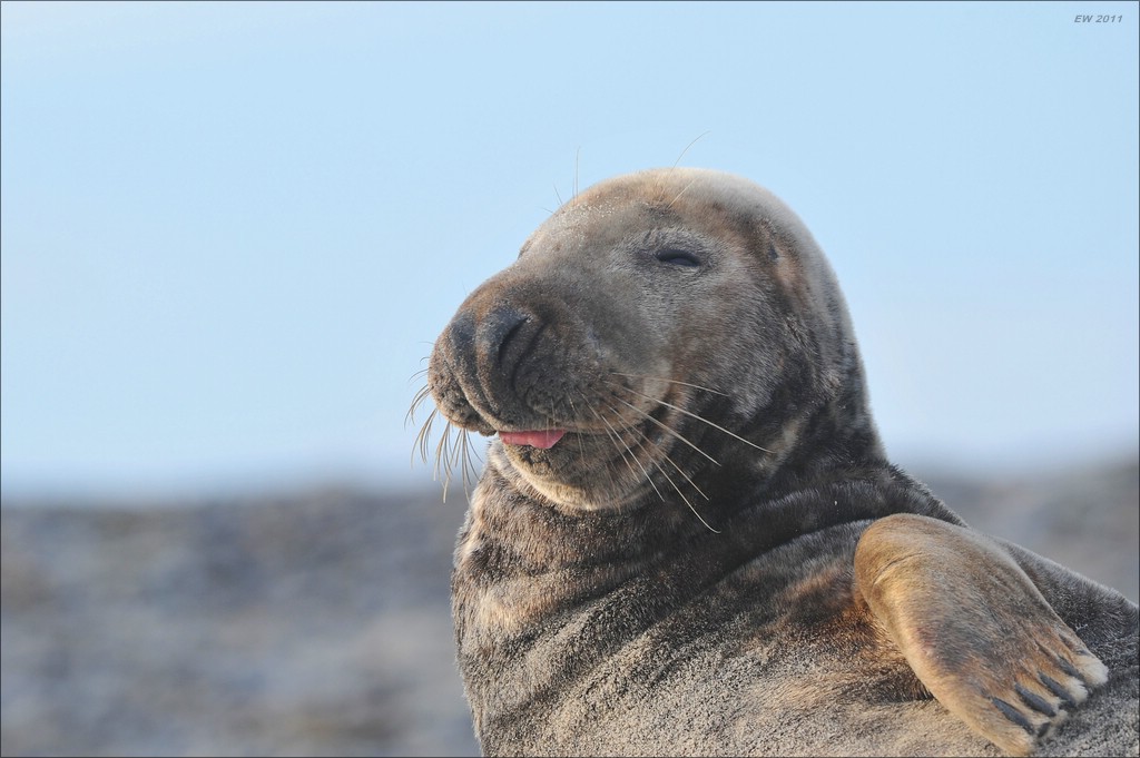 acomp Helgoland 20120102 11274