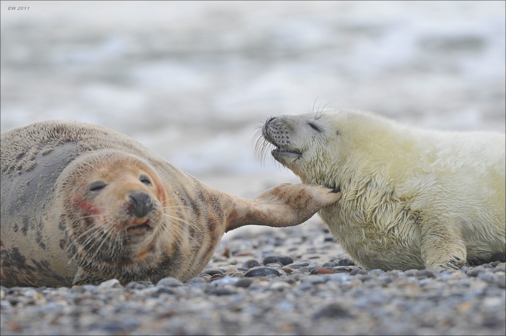 acomp Helgoland 20120102 11412