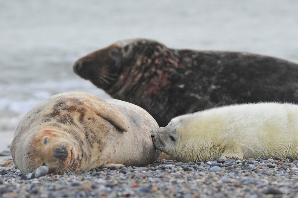 acomp Helgoland 20120102 11488