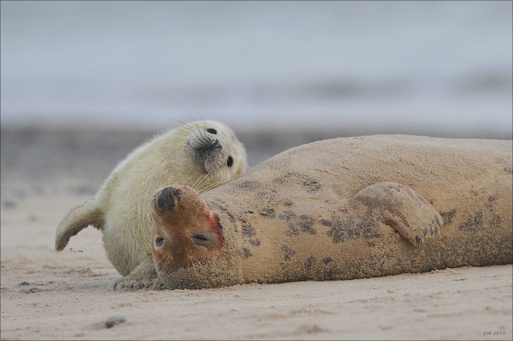 acomp Helgoland 20120102 11706