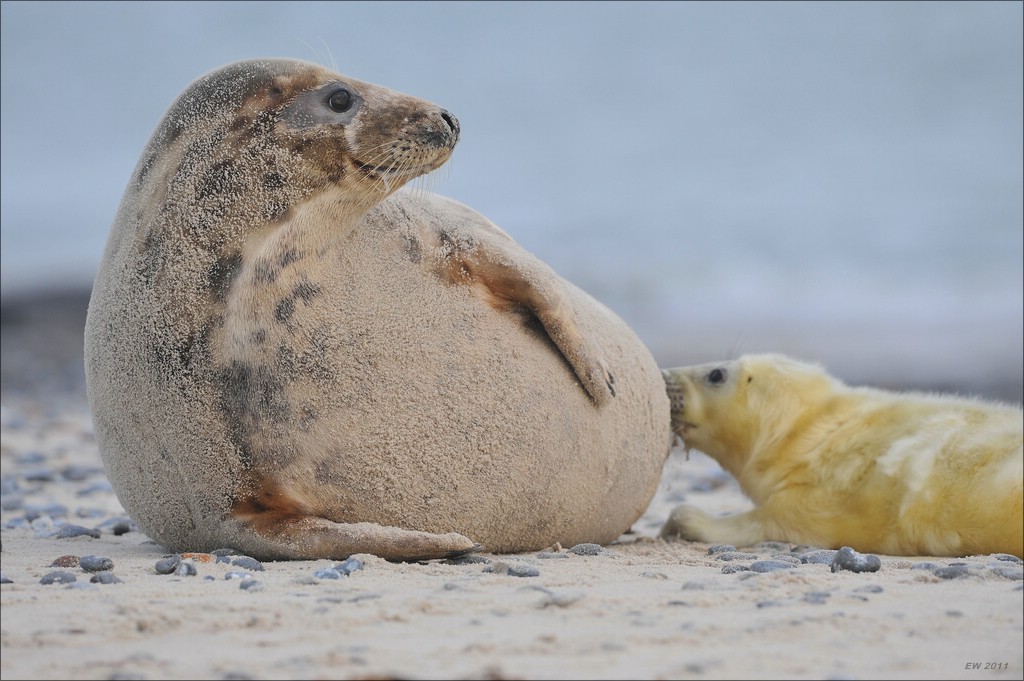 acomp Helgoland 20120102 11815