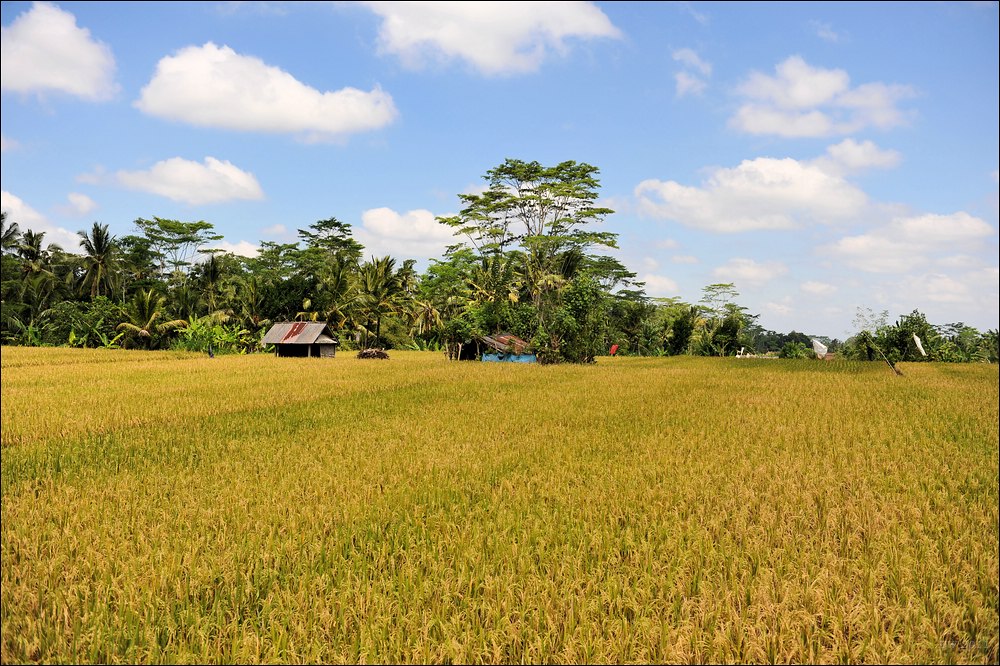acomp indonesia 20110607 02386
