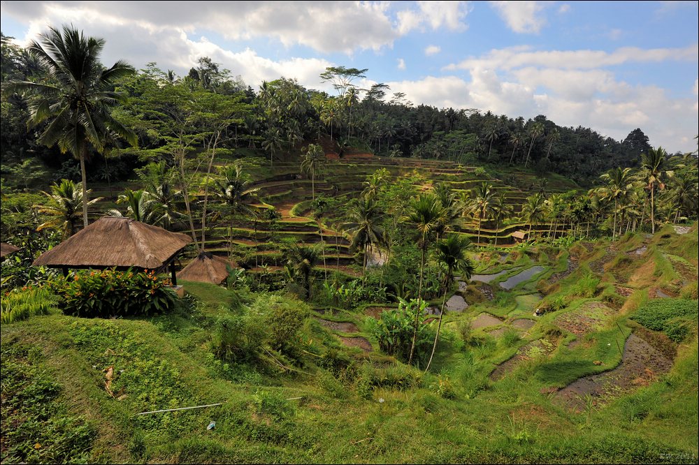 acomp indonesia 20110608 03279