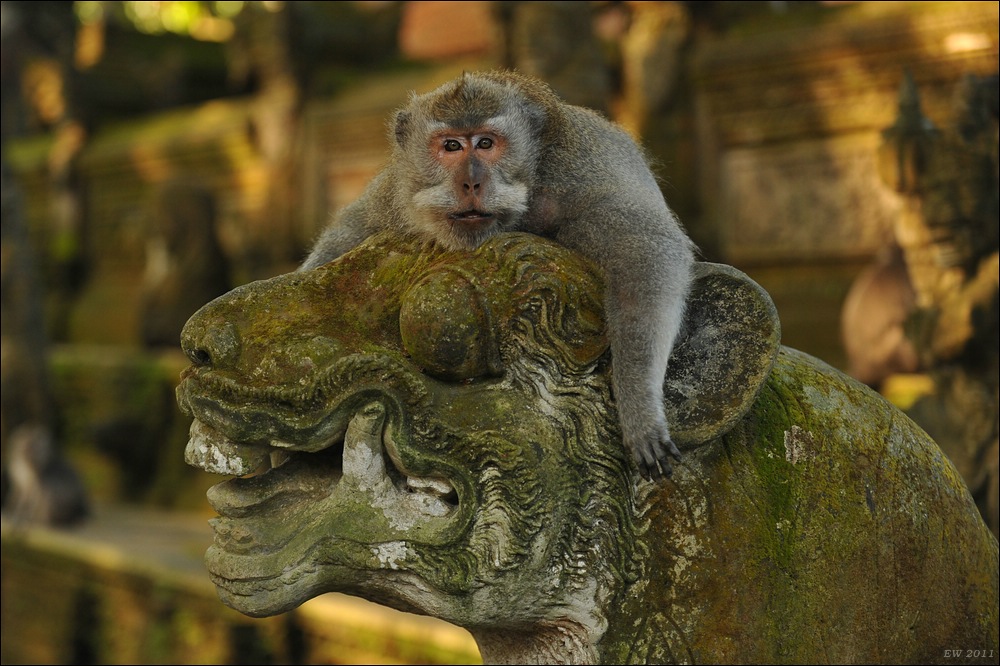 acomp indonesia 20110608 03813