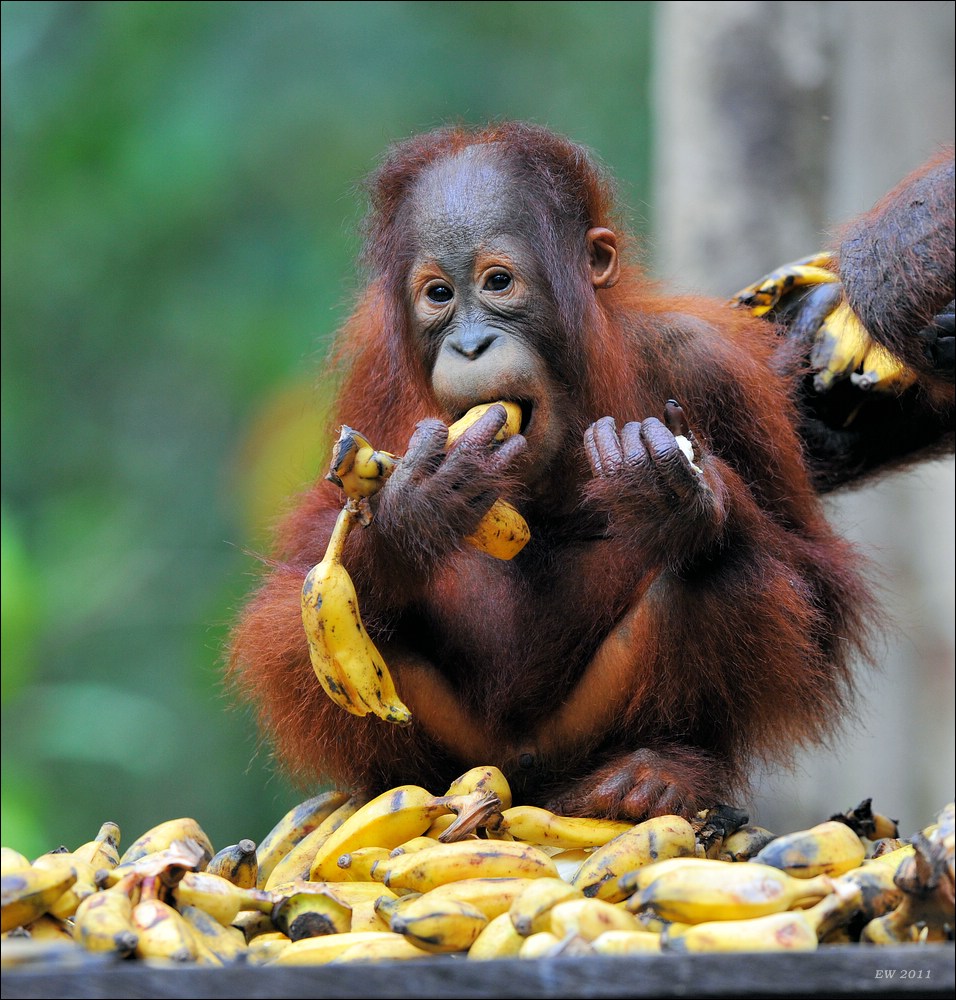 acomp indonesia 20110613 11257