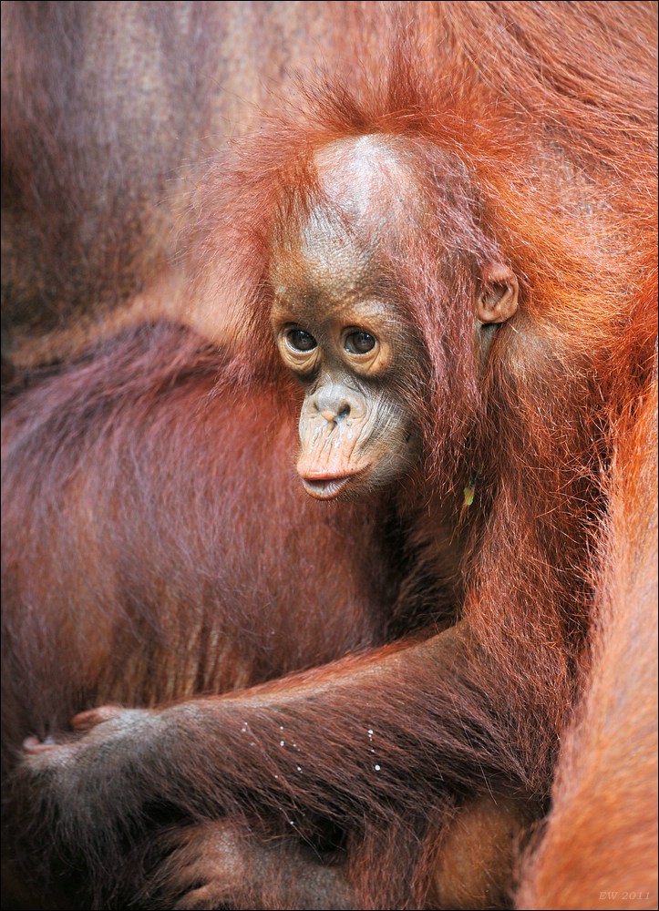 acomp indonesia 20110614 12732a