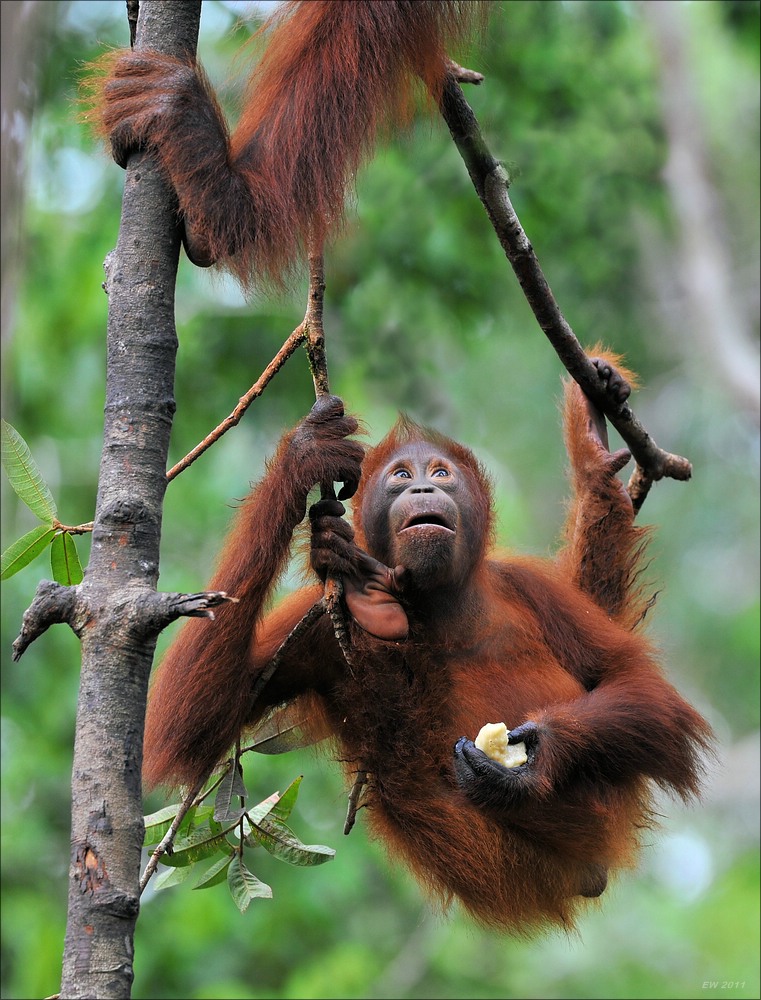 acomp indonesia 20110614 13860