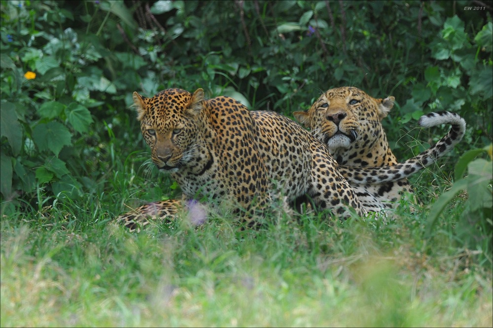 acomp Kenia 20111011 00687
