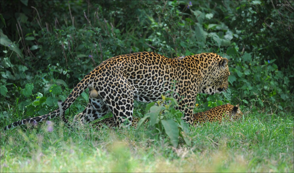 acomp Kenia 20111011 00752