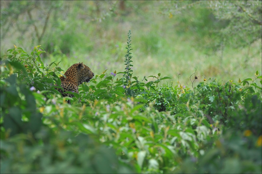 acomp Kenia 20111011 00788