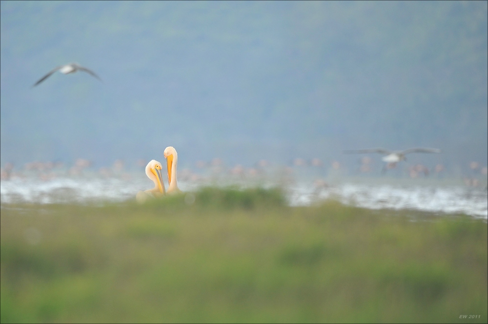 acomp Kenia 20111011 01181