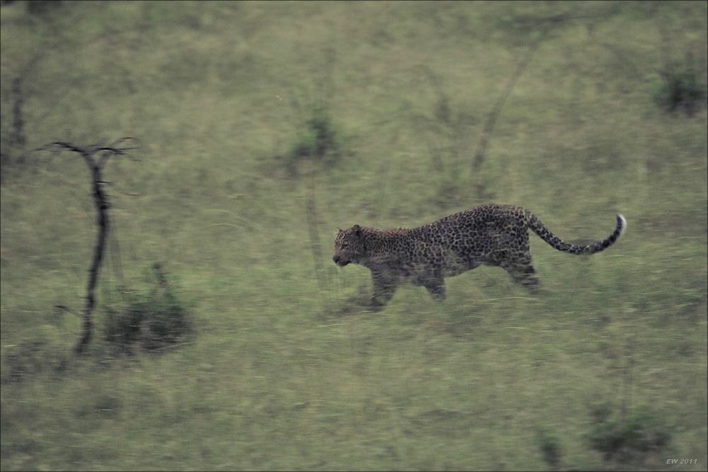 acomp Kenia 20111011 01564
