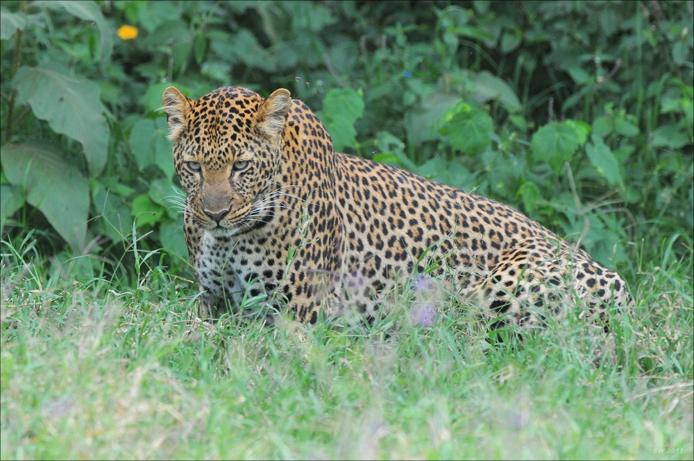 acomp Kenia 20111011 01702