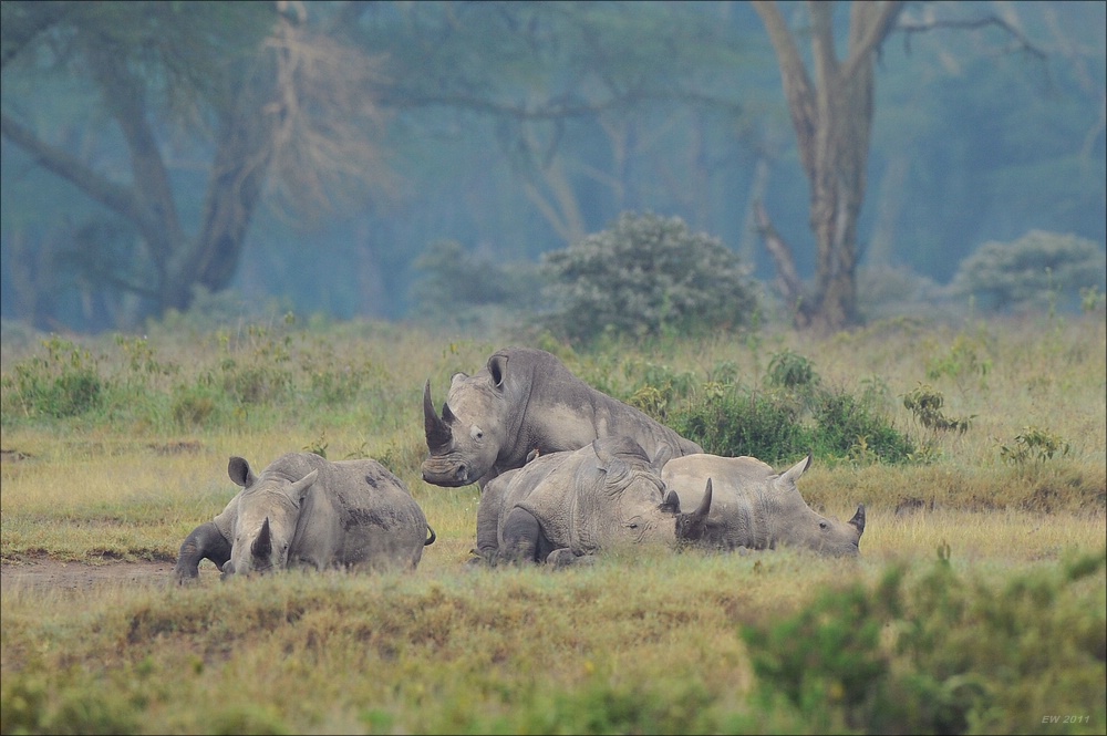 acomp Kenia 20111012 02200a