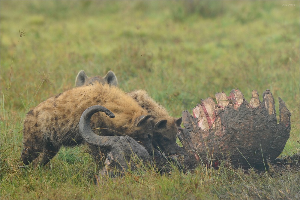 acomp Kenia 20111012 02409
