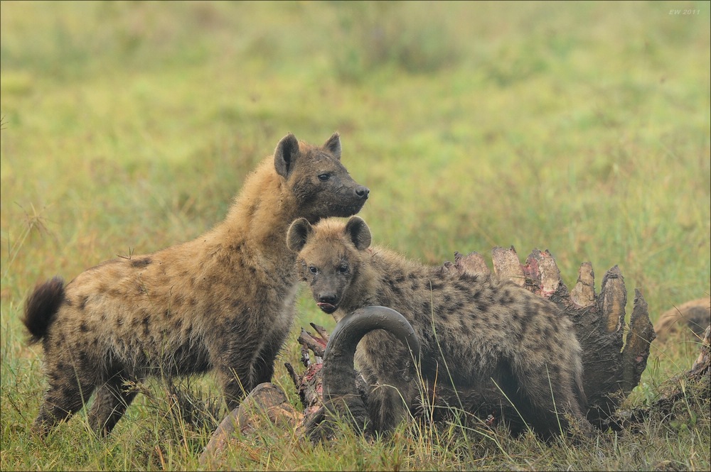 acomp Kenia 20111012 02479