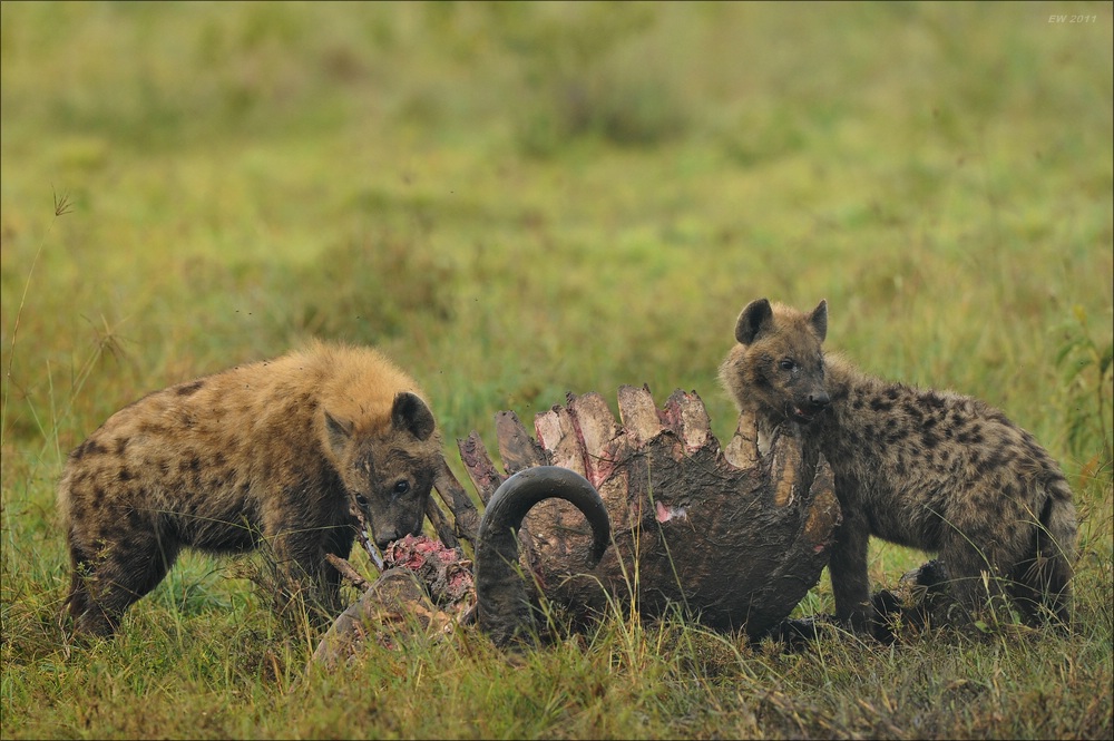acomp Kenia 20111012 02528