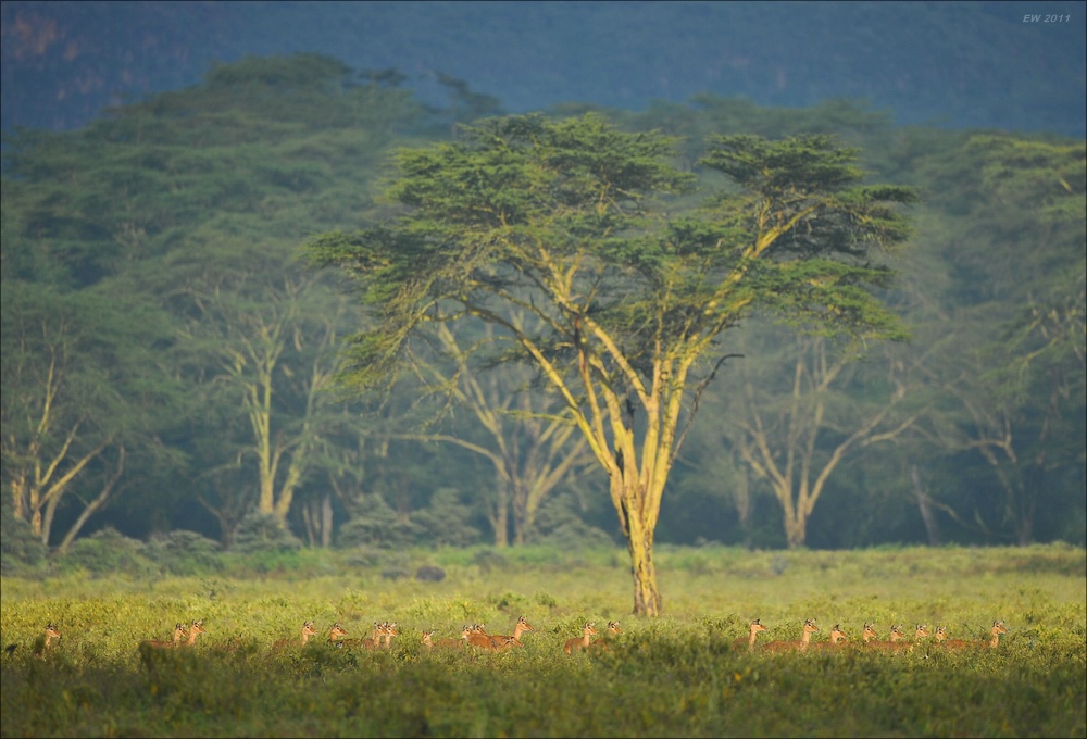 acomp Kenia 20111012 02570