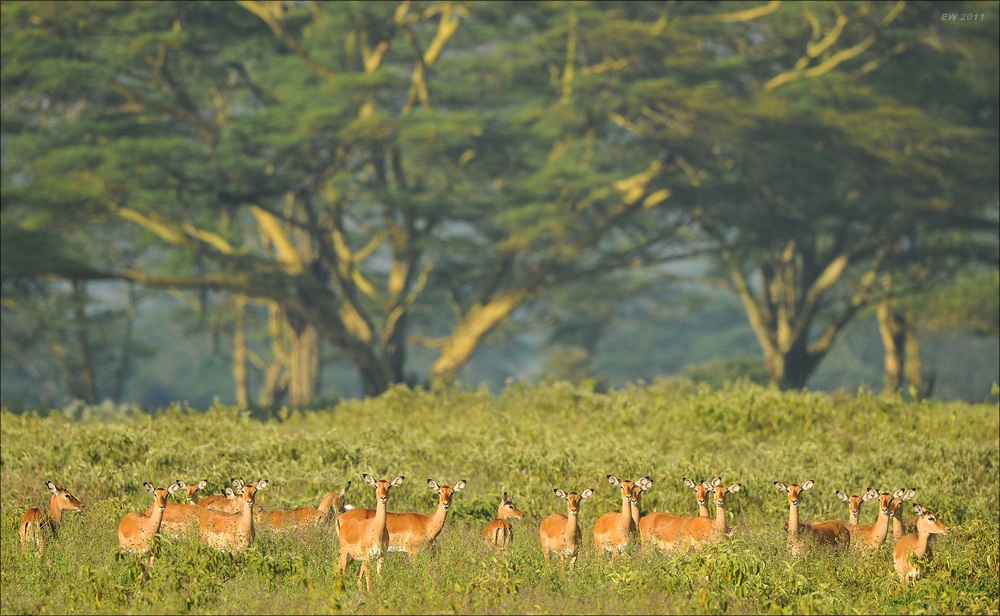 acomp Kenia 20111012 02599