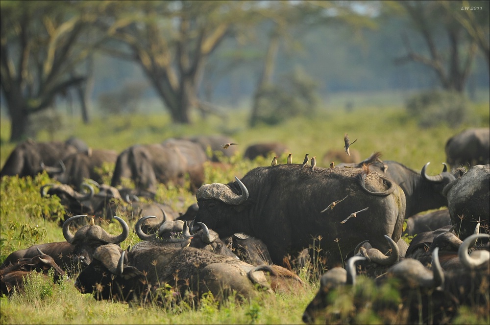 acomp Kenia 20111012 02735