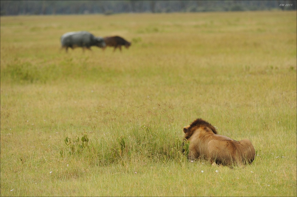 acomp Kenia 20111012 02953
