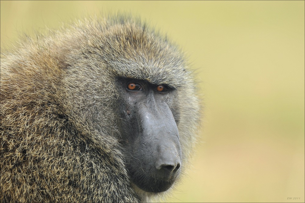 acomp Kenia 20111012 03094