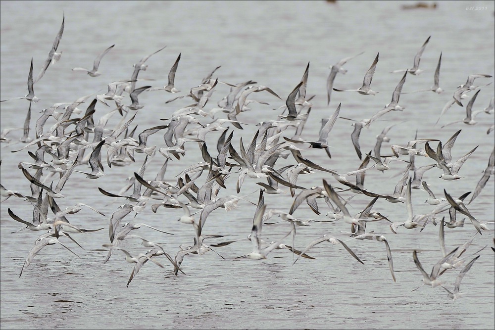 acomp Kenia 20111012 03260