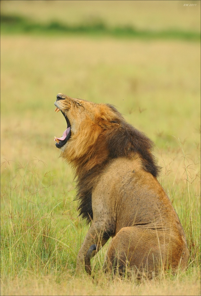 acomp Kenia 20111012 03732