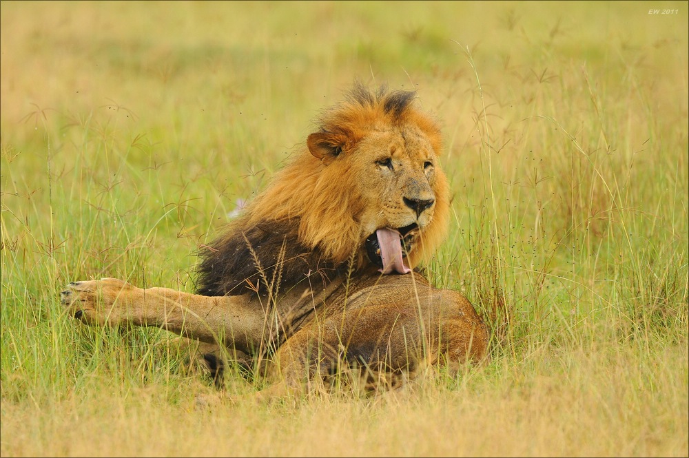 acomp Kenia 20111012 03747