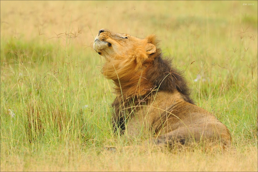 acomp Kenia 20111012 03926