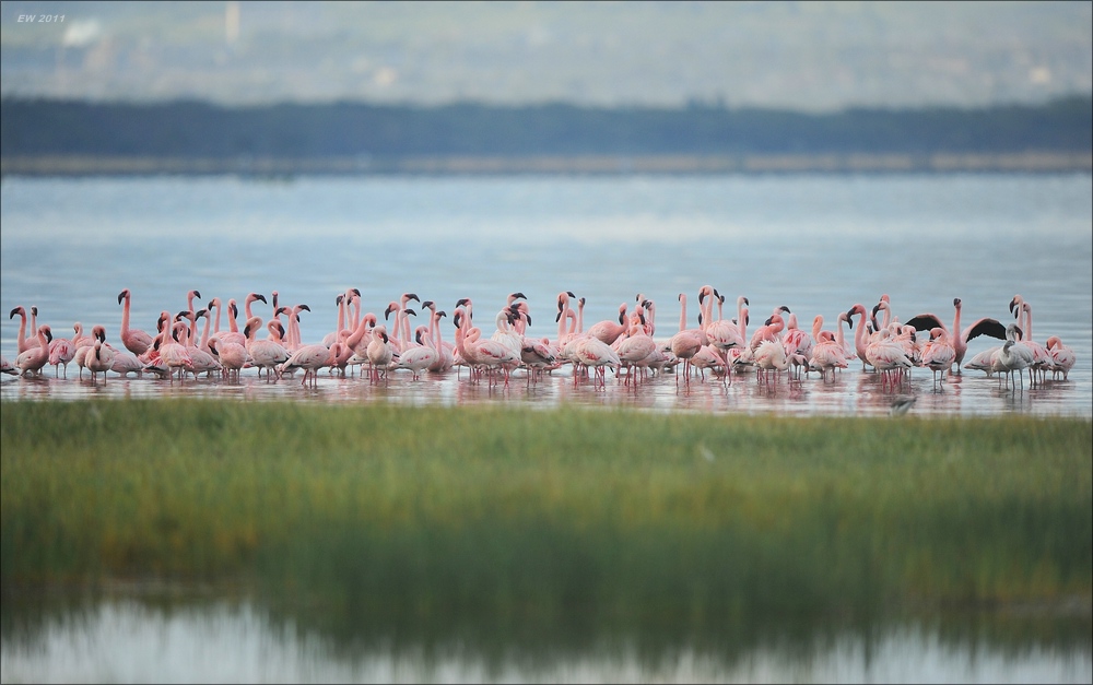 acomp Kenia 20111012 04372