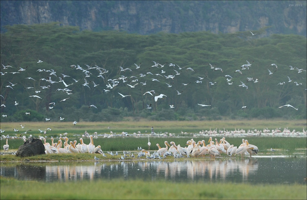 acomp Kenia 20111012 04482a