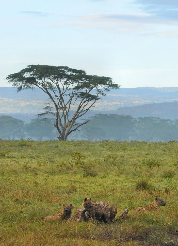 acomp Kenia 20111012 04680