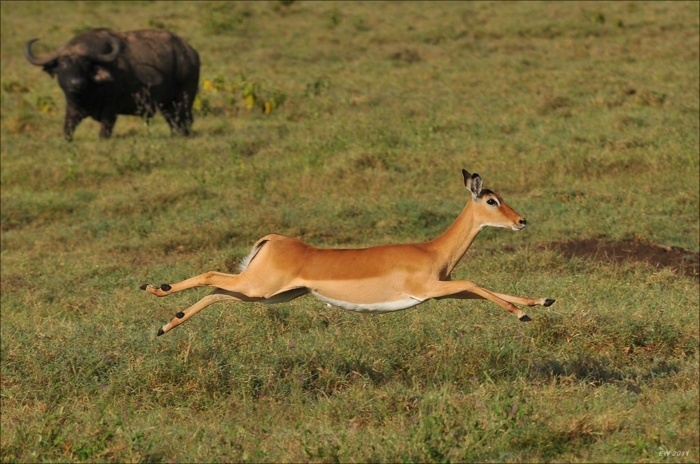 acomp Kenia 20111012 04808