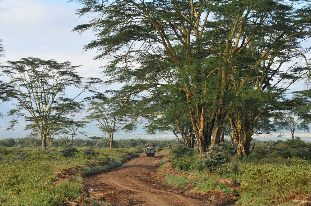 acomp Kenia 20111012 04859