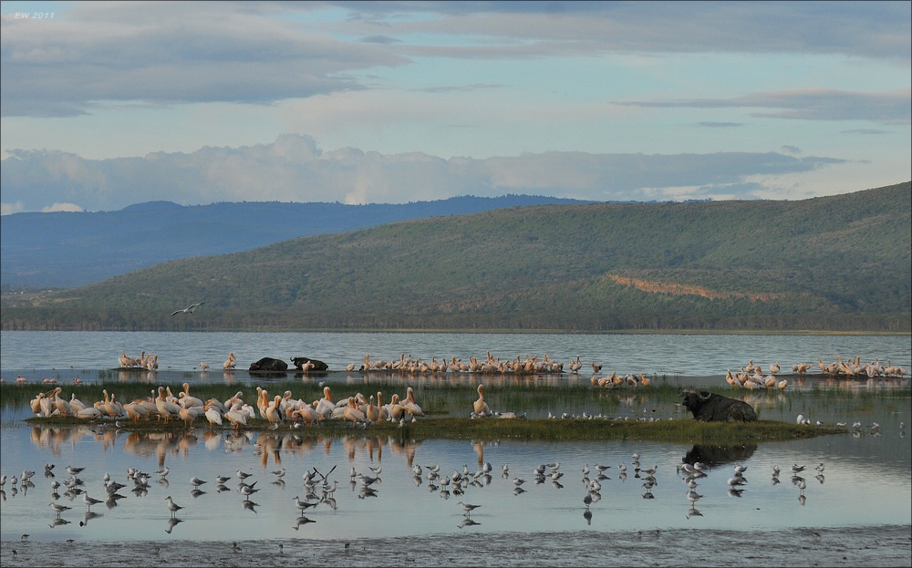 acomp Kenia 20111012 05259aa