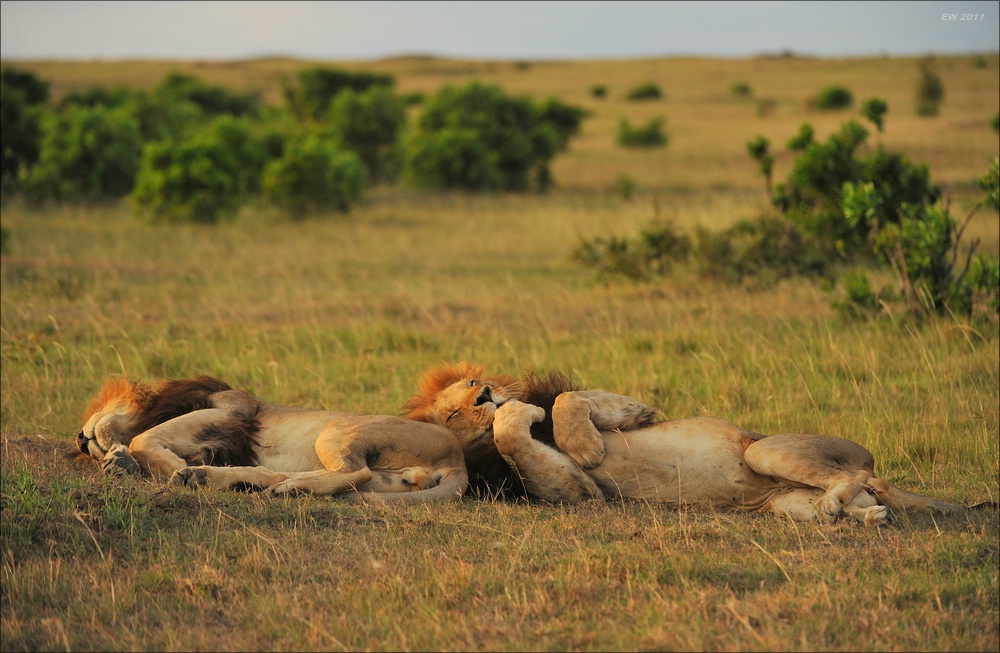 acomp Kenia 20111013 05673
