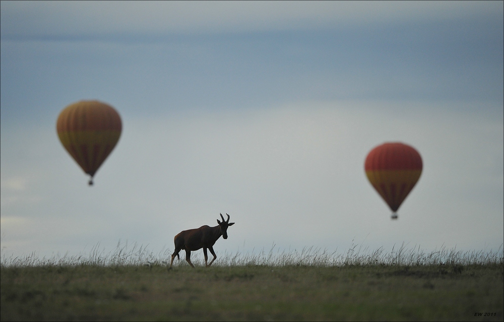 acomp Kenia 20111014 06547