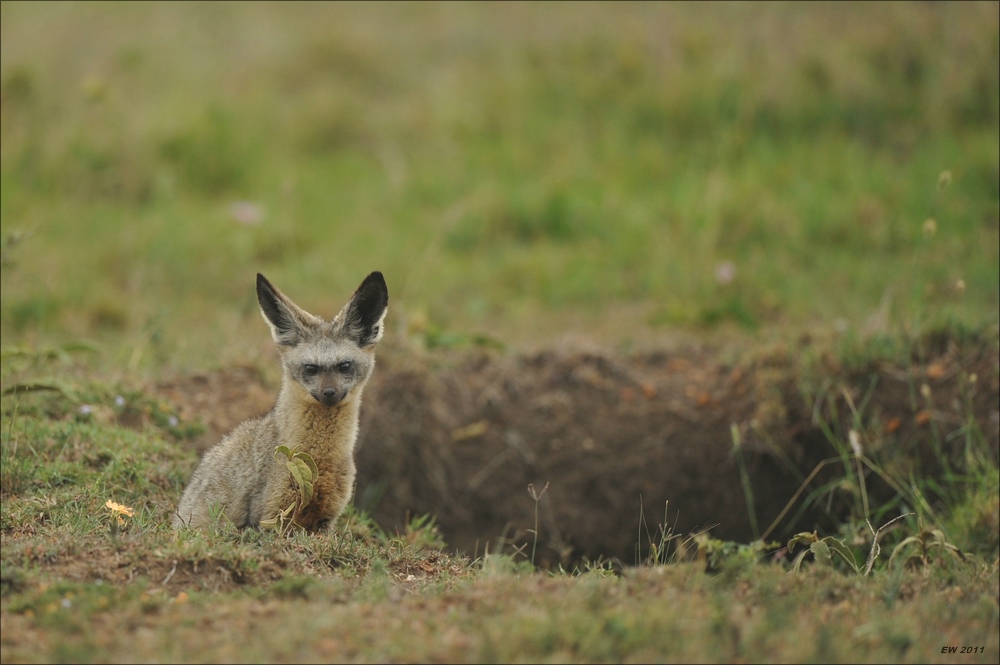 acomp Kenia 20111014 06646