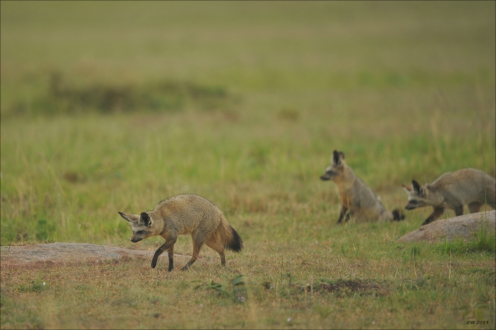 acomp Kenia 20111014 06688