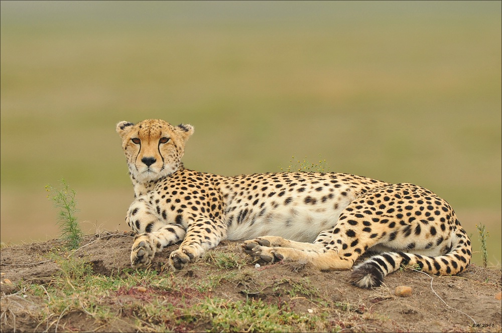 acomp Kenia 20111014 07283